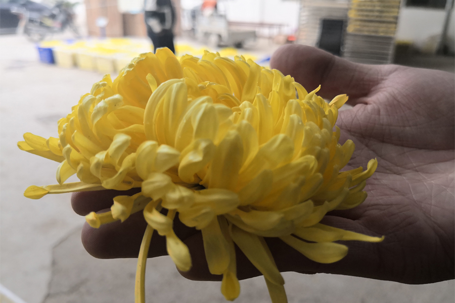 金丝皇菊.jpg 金丝皇菊.jpg